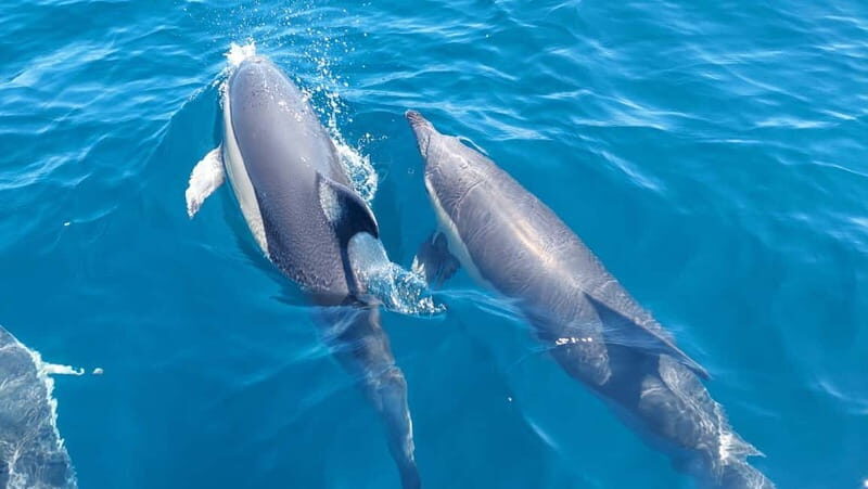 Sesimbra: Dolphin Watching Boat Trip - Key Points