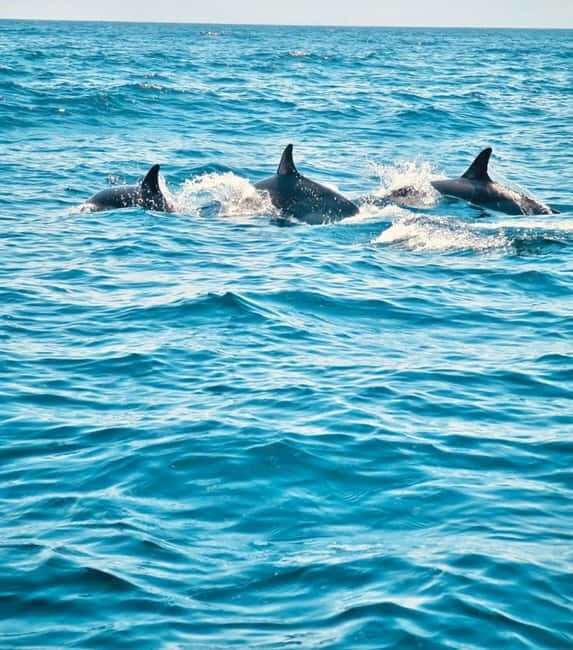 Sesimbra: Dolphin Watching Boat Trip - A detailed look at what makes this tour worthwhile