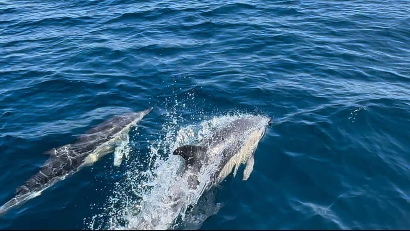 Sesimbra: Dolphin Watching Boat Trip - FAQ