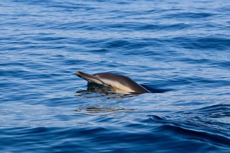 Sesimbra: Dolphin watching with marine biologist - Discover the Magic of Dolphin Watching in Sesimbra with a Marine Biologist