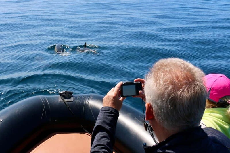 Sesimbra: Dolphin watching with marine biologist - Who Is This Tour Best For?