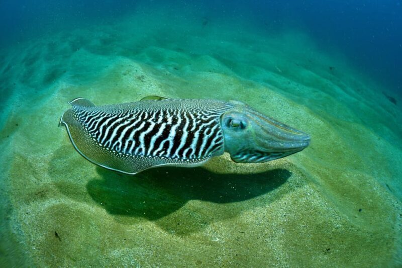 Sesimbra: Scuba Diving Experience for Beginners - Who Should Consider This Experience?