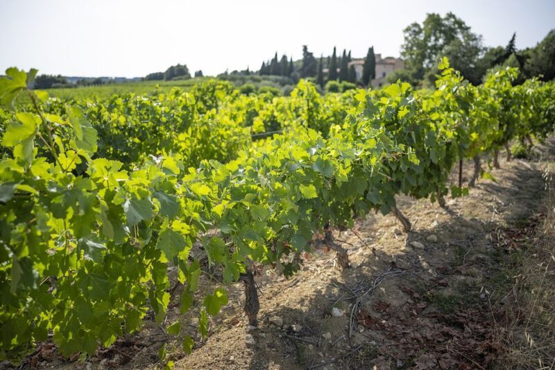 Sète: HalfDay Wine Tour - FAQ