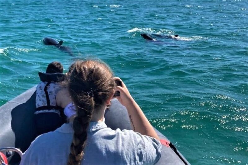 Setúbal: Dolphin-Watching Boat Tour - A Detailed Look at the Experience