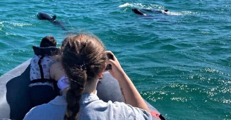 Setúbal: Dolphin-Watching Boat Tour - Who Will Love This Tour?