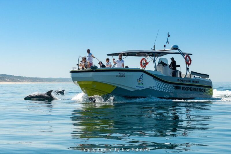 Setúbal: Dolphin Watching Boat Tour - What to Expect on the Tour