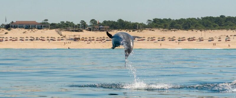 Setúbal: Dolphin Watching Boat Tour - Authentic Insights from Travelers