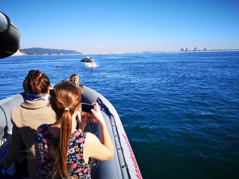 Setúbal: Dolphin Watching Boat Tour - A Closer Look at the Itinerary