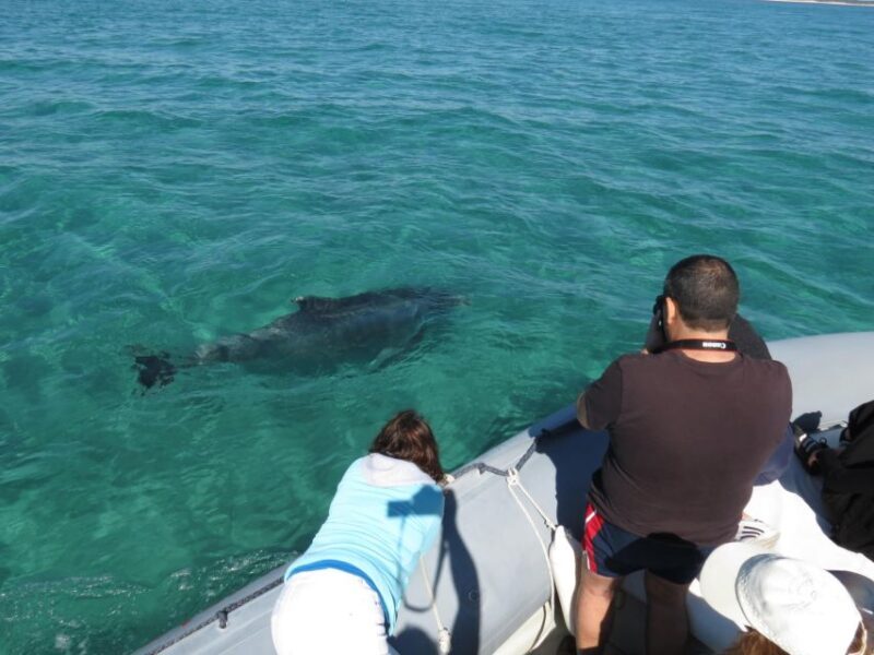 Setúbal: Dolphin Watching Boat Tour - Who Will Enjoy This Tour?