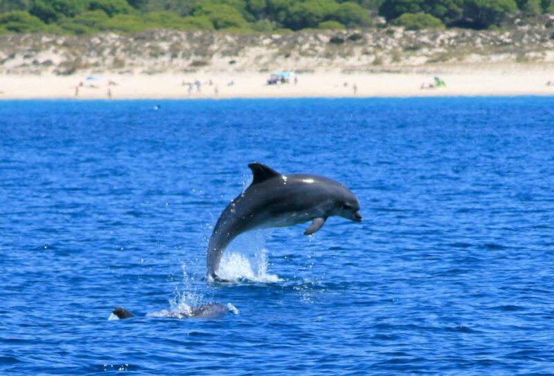 Setúbal: Dolphin Watching Boat Tour - The Sum Up