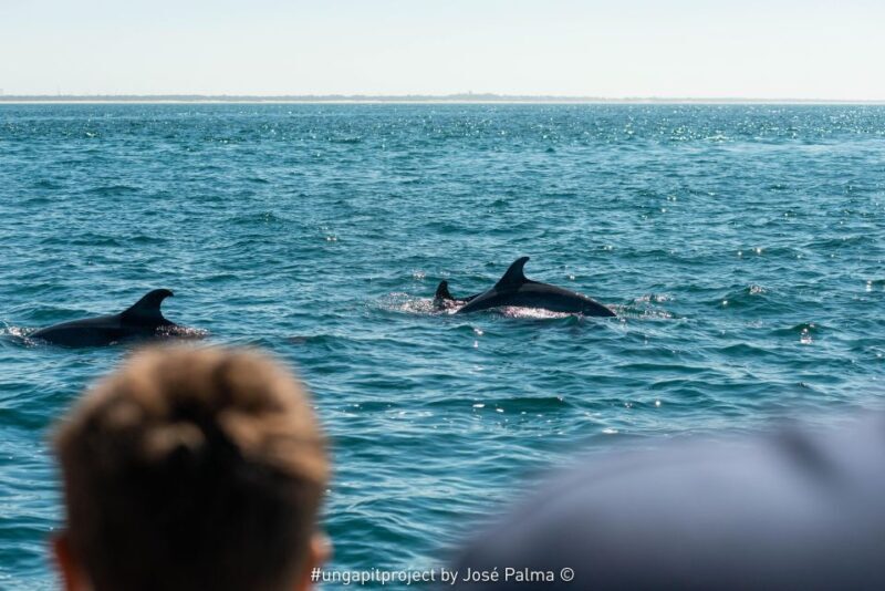 Setúbal: Dolphin Watching Boat Tour - FAQ