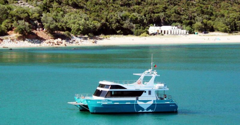 Setúbal: Dolphin Watching Tour - Setúbal: Dolphin Watching Tour — A Close Encounter with Portugal’s Marine Life