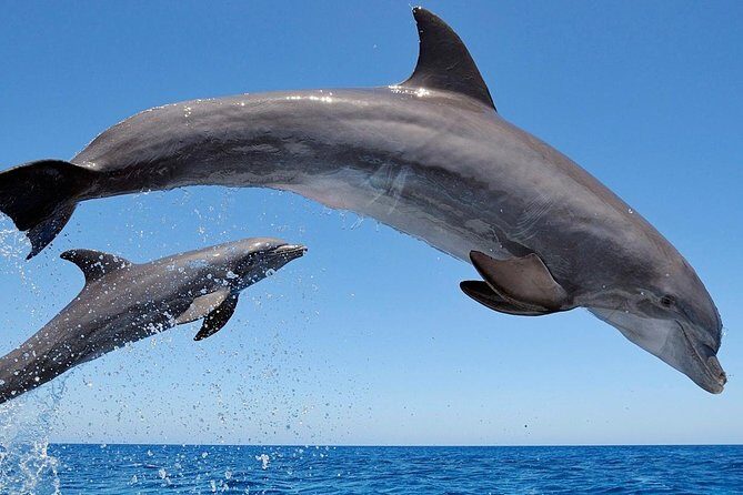 Setúbal Private Tour - Including Dolphin Watching - FAQ