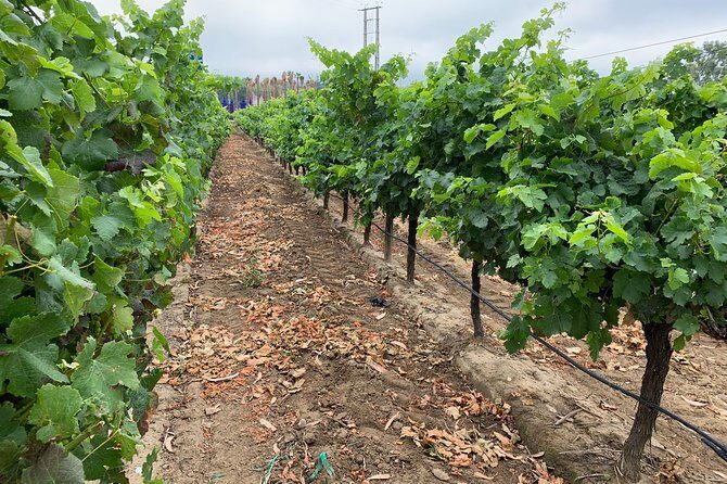 Setúbal Wine Tour with Visit and Tasting at 2 Wineries - Who is this tour best suited for?