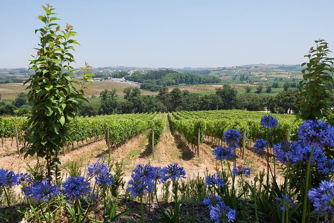 Setúbal Wine Tour with Visit and Tasting at 2 Wineries - Value for money
