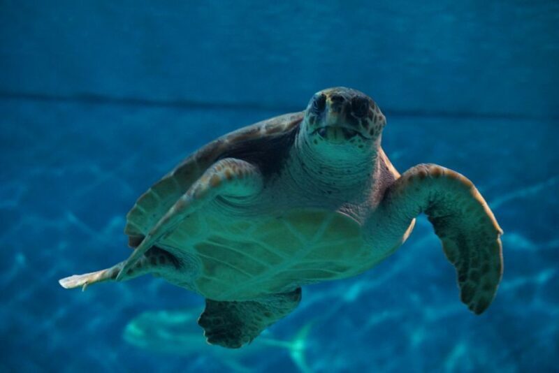 Seville Aquarium Admission Ticket - FAQ