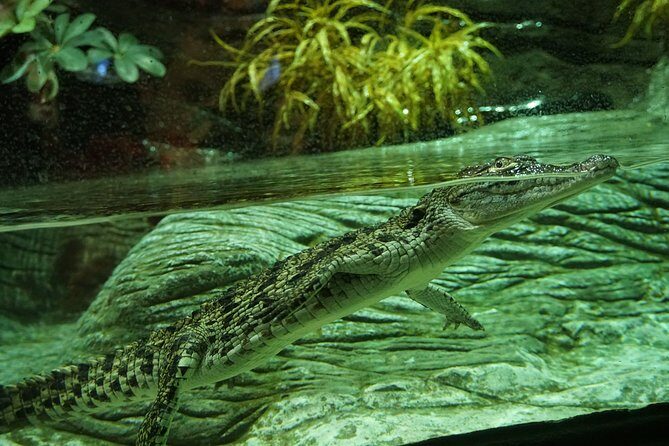 Seville Aquarium Admission Ticket - Final Thoughts