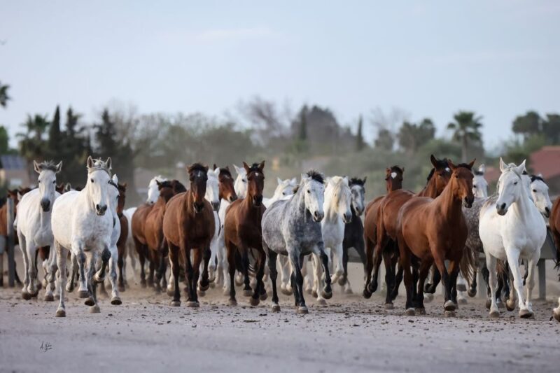 Seville: Horse's Show Entry Ticket. Optional Stud Farm Visit - Seville: Horses Show Entry Ticket. Optional Stud Farm Visit