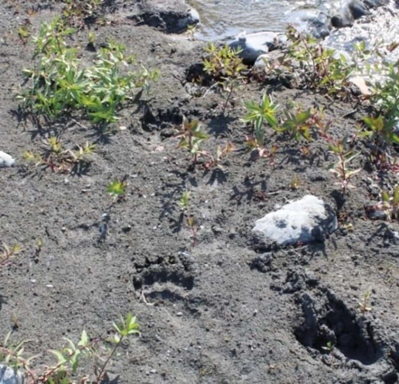 Seward: Kenai Fjords Helicopter Tour with Landing - Frequently Asked Questions