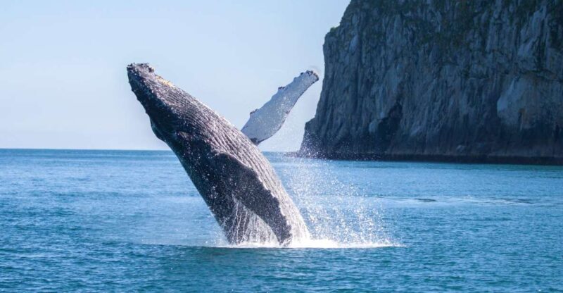 Seward: Kenai Fjords National Park Catamaran Cruise w/Lunch - Who Will Love This Tour?