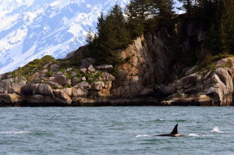 Seward: Resurrection Bay Half-Day Sightseeing Cruise - Key Points