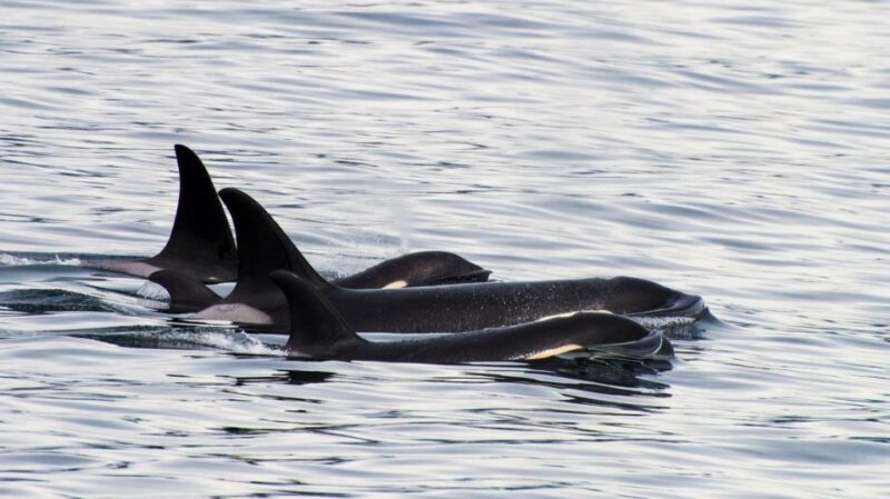 Seward: Resurrection Bay Orca Quest Cruise - Key Points