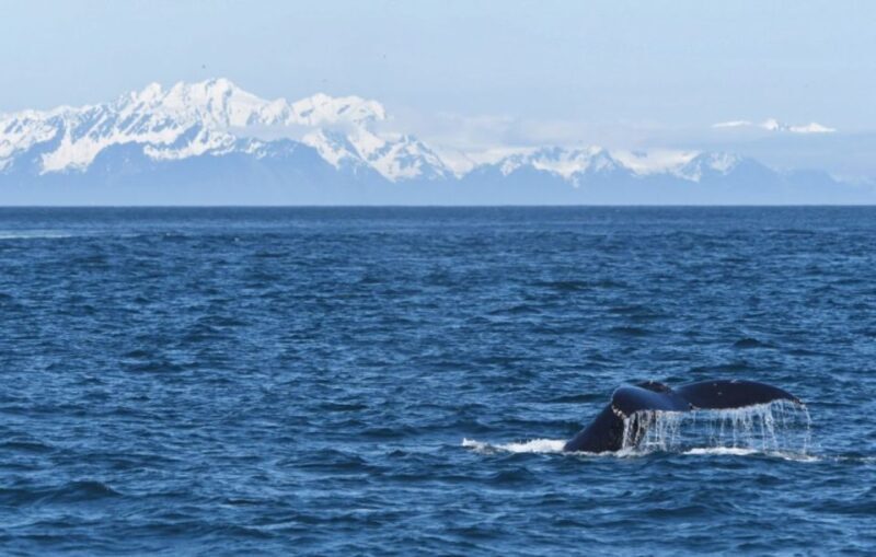 Seward: Spring Wildlife Guided Cruise - Seward: Spring Wildlife Guided Cruise — An Up-Close Look at Alaska’s Coastal Wildlife