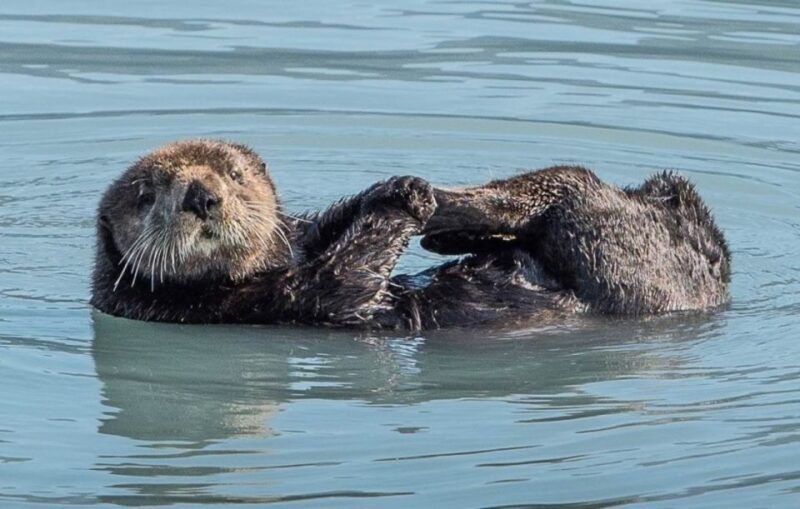 Seward: Spring Wildlife Guided Cruise - FAQ About the Seward Spring Wildlife Guided Cruise
