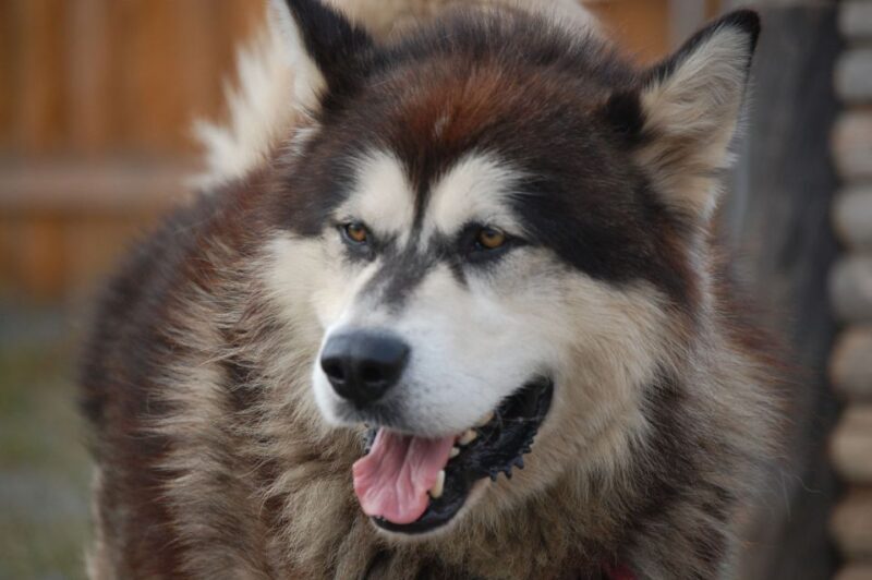 Seward: Summer Dog Sled Ride and Seavey Estate Tour - FAQs