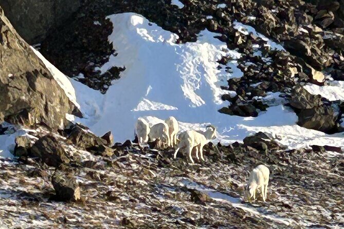 Seward to Anchorage Full Day Transit Tour with Port Pickup - FAQ