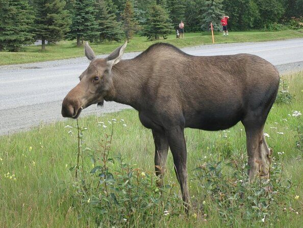 Seward to Anchorage transfer with National Park hike and AWCC - Key Points