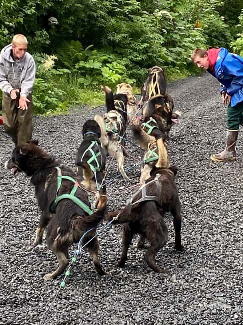 Seward: Turning Heads Kennel Tour & Dog Sled Ride - What to Expect and Practical Tips