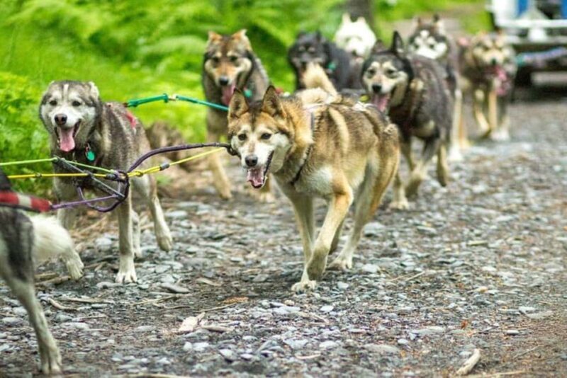 Seward: Turning Heads Kennel Tour & Dog Sled Ride - The Sum Up: Who Is This Tour For?