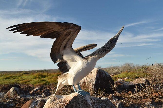 Seymour North Island & Las Bachas Full-Day Tour - Exploring the Itinerary in Detail