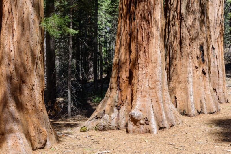 SF: Muir Woods, Sausalito, Golden Gate Bridge Private Tour - FAQs