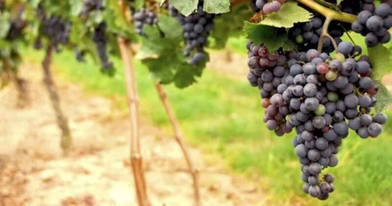 SF: Napa & Sonoma Wine Tour & Hop-on Hop-off Tour (Save 15%) - Into Wine Country: Napa or Sonoma