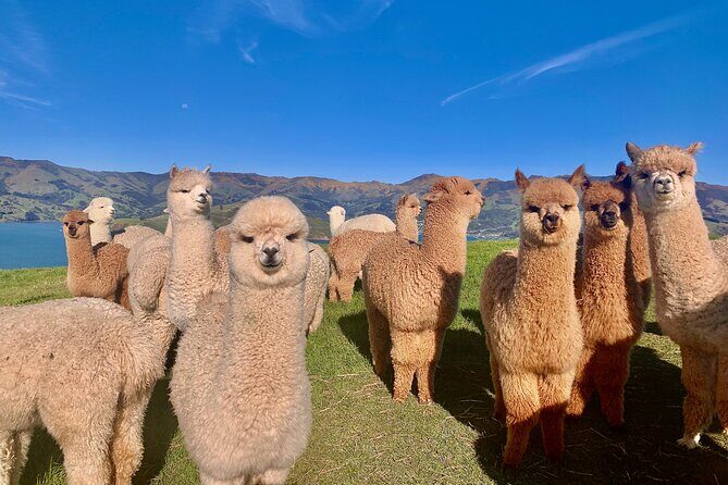 Shamarra Alpaca Farm Tours - An In-Depth Look at Shamarra Alpaca Farm Tours