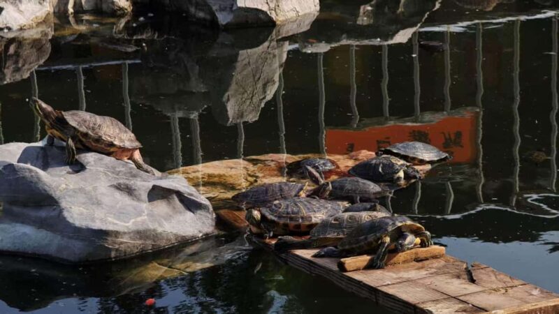 Shanghai: 4-Hour Private Customizable Highlights Tour - Who Is This Tour Best For?