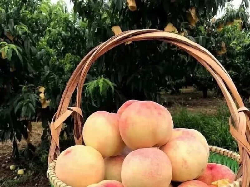 Shanghai: Delicate Seasonal Fruits and Picking Experience - Who Will Love This Tour?