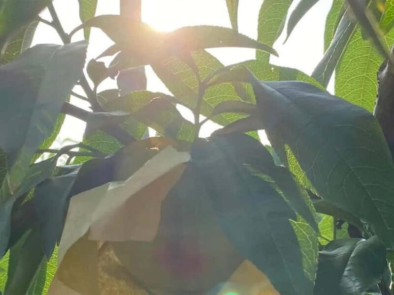 Shanghai: Delicate Seasonal Fruits and Picking Experience - FAQ