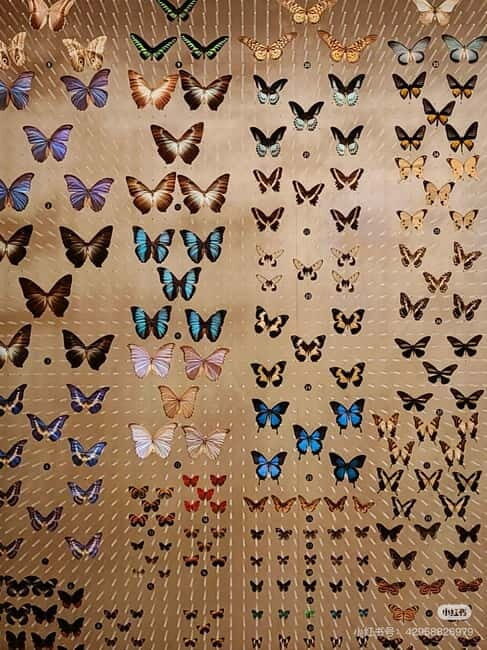 Shanghai: Natural History Museum Tickets Purchase service - A Closer Look at What You Can Expect Inside