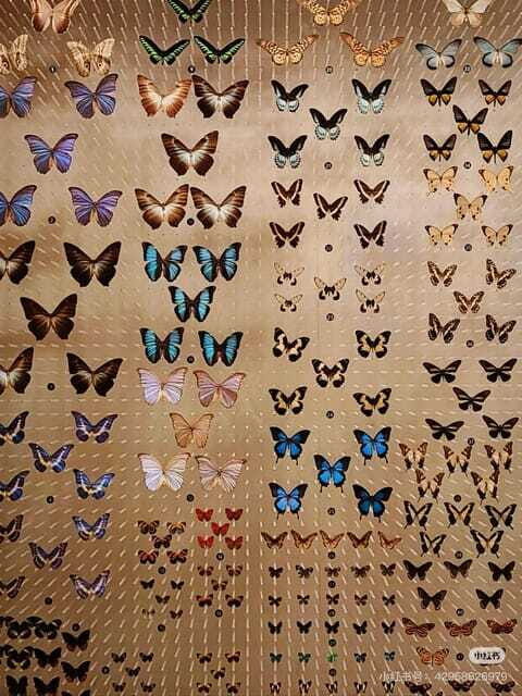 Shanghai: Natural History Museum Tickets Purchase service - FAQ