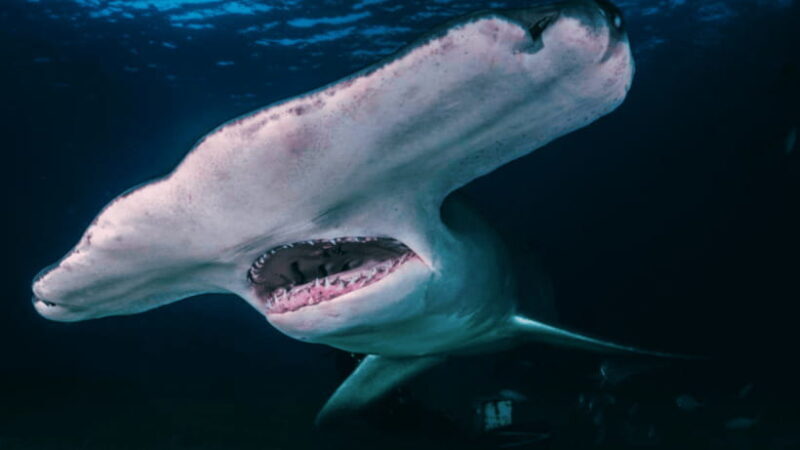 Shanghai: The Marine Wonders at Shanghai Ocean Aquarium - Key Points