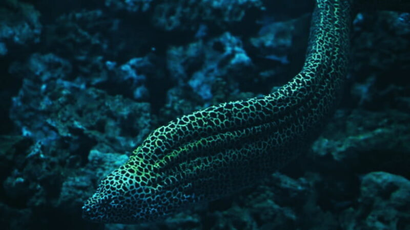 Shanghai: The Marine Wonders at Shanghai Ocean Aquarium - The Sum Up