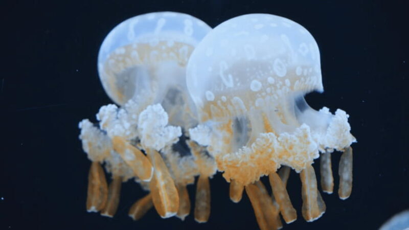 Shanghai: The Marine Wonders at Shanghai Ocean Aquarium - FAQ