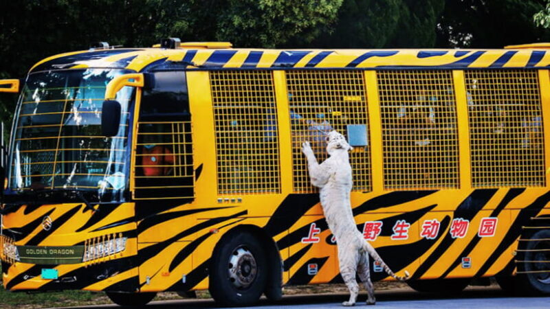 Shanghai: Wild Animal Park Ticket - An In-Depth Look at Shanghai Wild Animal Park