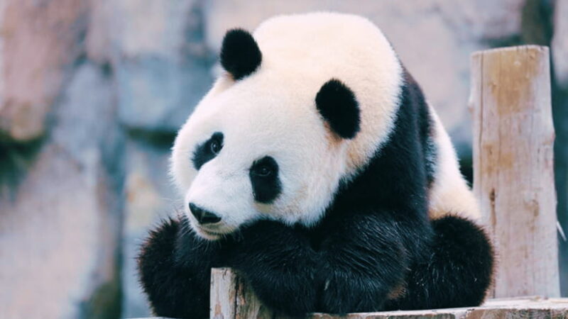 Shanghai: Wild Animal Park Ticket - Who Would Enjoy This Tour?