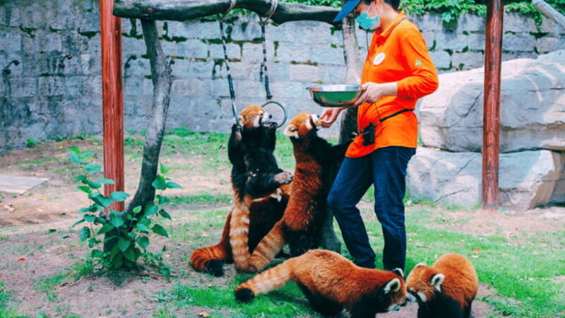 Shanghai: Wild Animal Park Ticket - FAQs