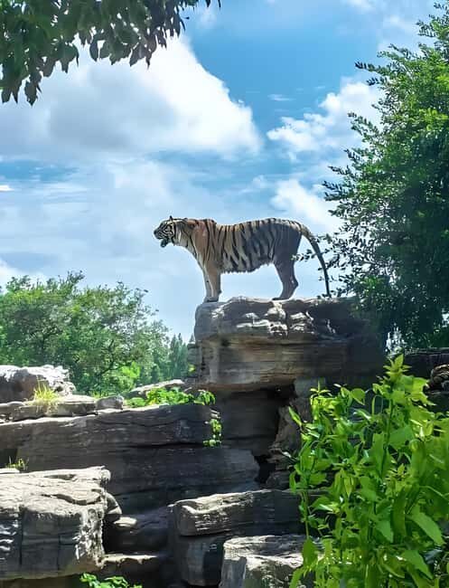 Shanghai Wildlife Park Panda & Predator Feeding Tour - FAQ