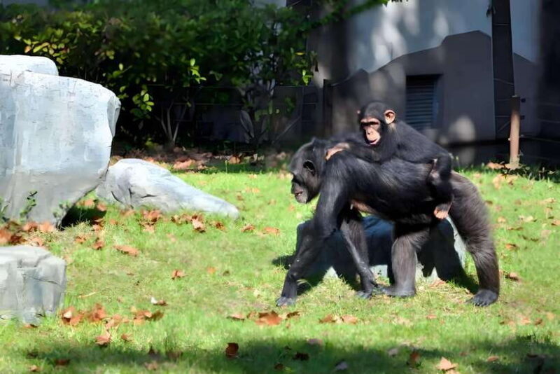 Shanghai: Zoo and Zhujiajiao Water Town Tour with Boat Ride - FAQ